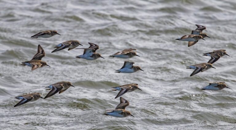 The Bird With The Sharpest Eyesight In The Animal Kingdom Bird Life