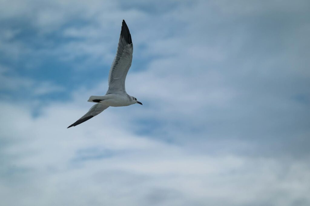 A seagull soaring gracefully through a cloudy blue sky.