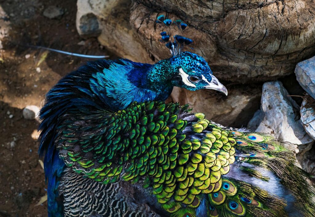 Close-up of a vibrant peacock showcasing its rich iridescent plumage outdoors.