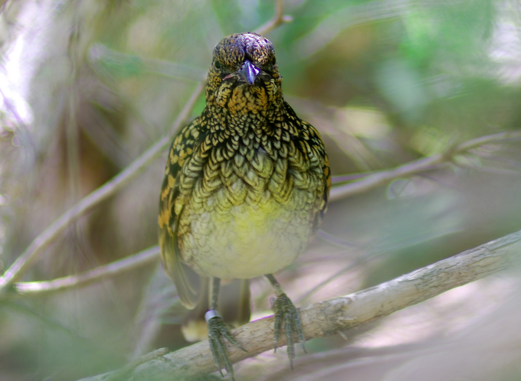 A Western Bowerbird with patterned brown and yellow plumage perches on a branch.