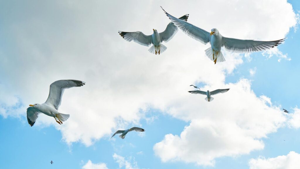 Gulls in flight captured from below against a partly cloudy blue sky