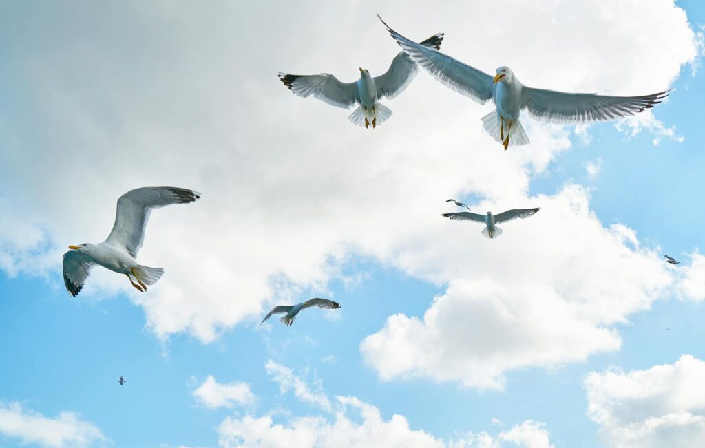 A stunning capture of seagulls soaring high in a bright blue sky filled with fluffy clouds.