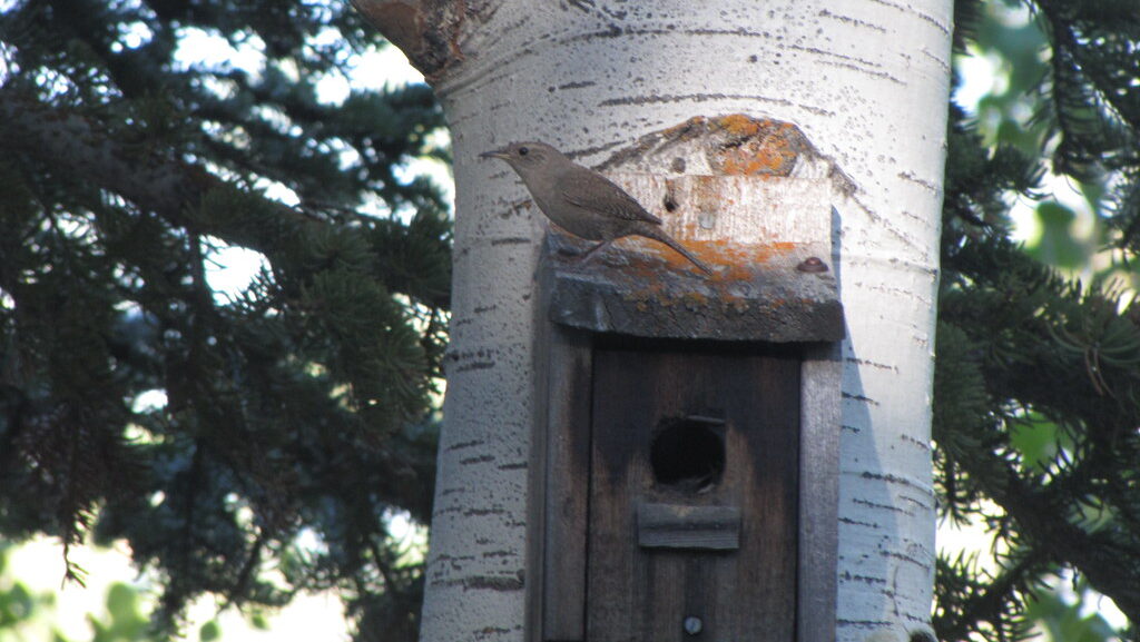 Wren perched on top of a wooden nesting box mounted on a tree trunk