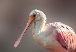A Roseate Spoonbill, showcasing its vibrant pink plumage and distinct spoon-shaped bill.