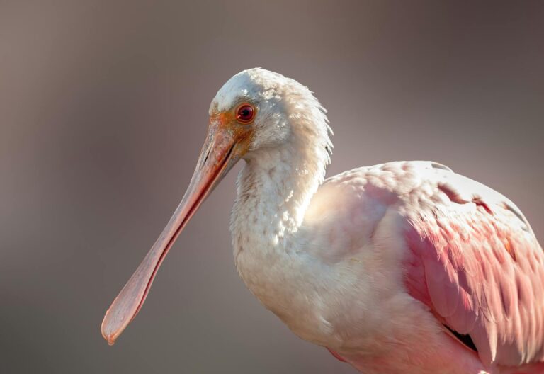 A Roseate Spoonbill, showcasing its vibrant pink plumage and distinct spoon-shaped bill.