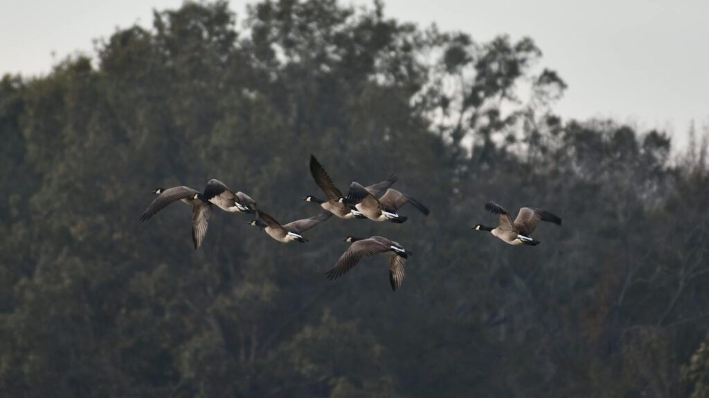 A flock of Canada Geese flies against a blurred background of trees.