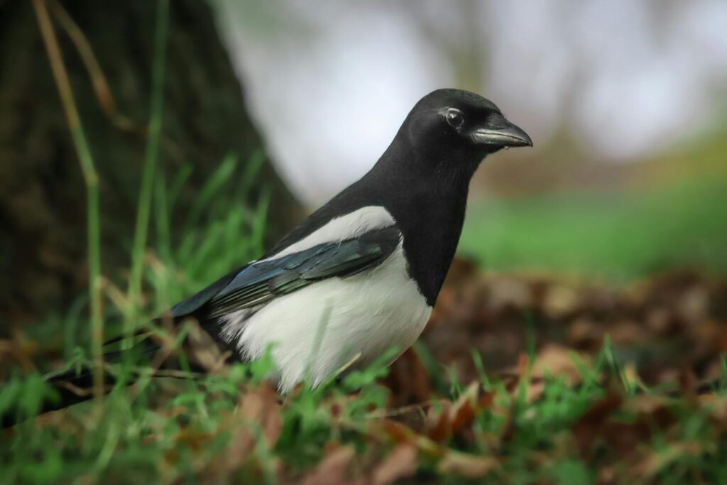 Detailed close-up of a magpie perched in a natural outdoor setting.