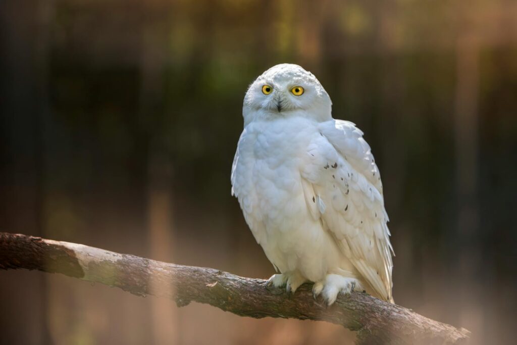 A Snowy Owl is perched in a snowy, bright landscape.
