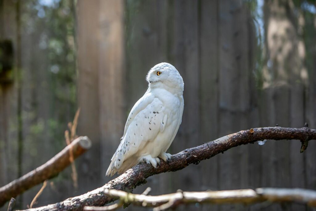 A Snowy Owl is perched and looking to the side.
