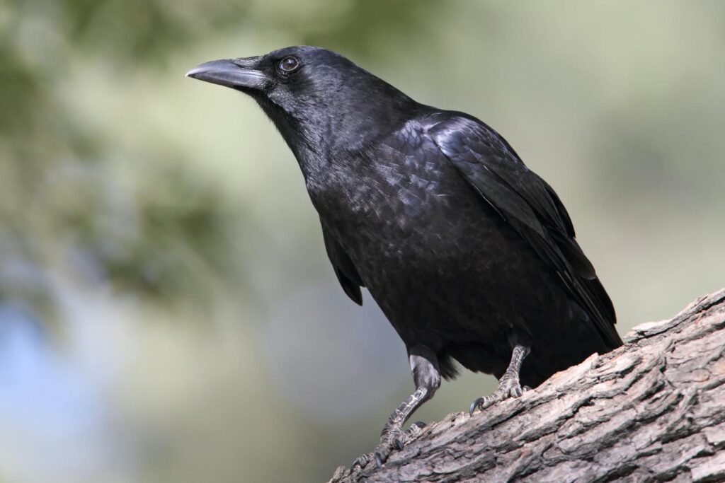 A black crow perched on a tree branch in natural surroundings.