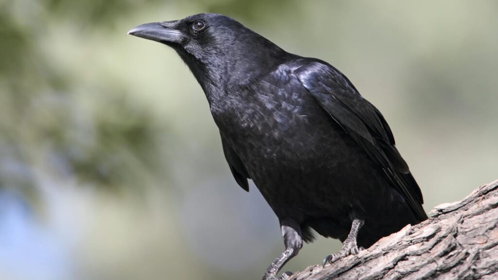 A black crow perched on a tree branch in natural surroundings.