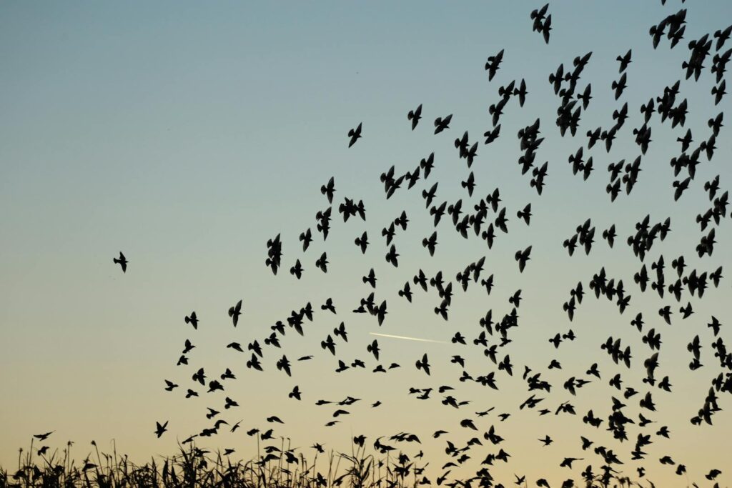 A flock of Common starlings and Western jackdaws are flying.
