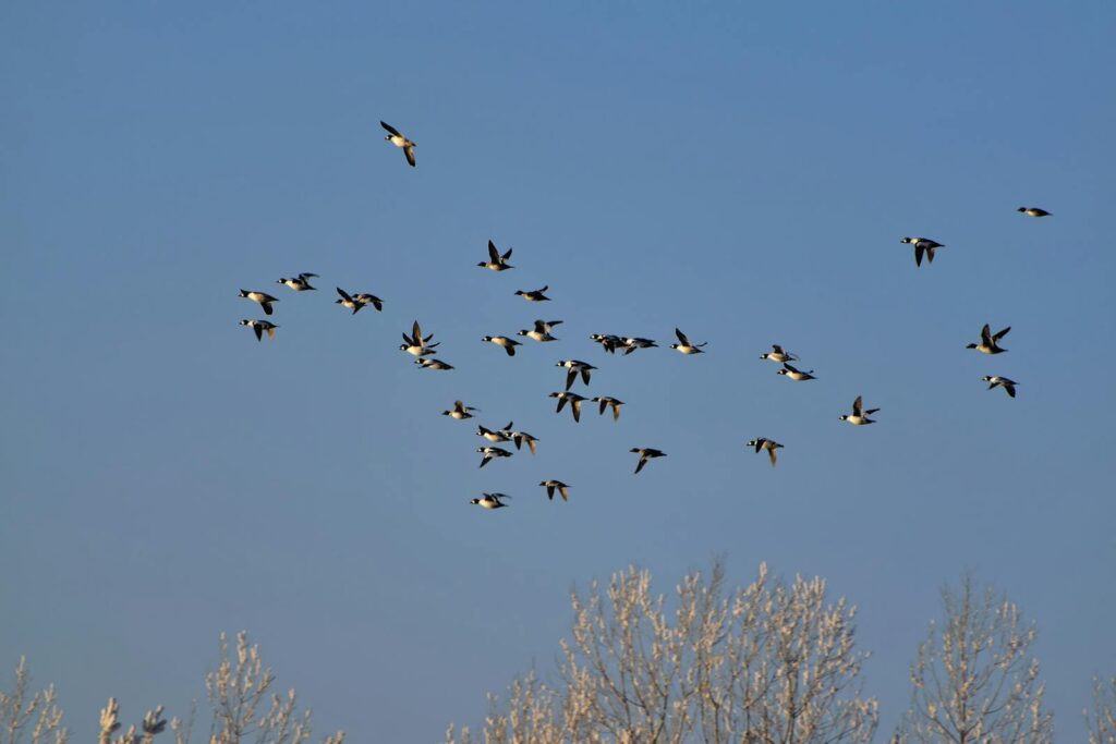 A flock of birds flying over frosty trees against a clear blue sky.