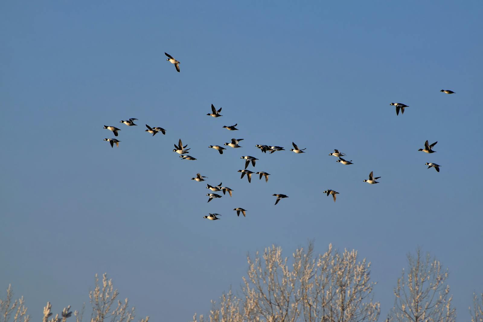 A flock of birds flying over frosty trees against a clear blue sky.