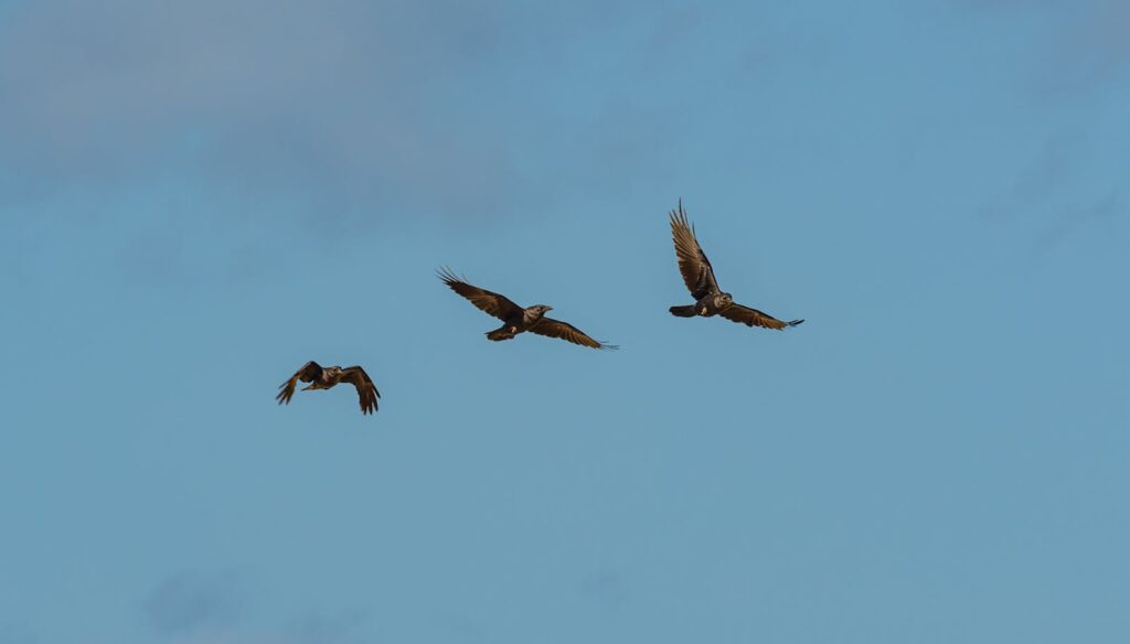 A trio of raptors soaring gracefully against a blue sky, showcasing flight.