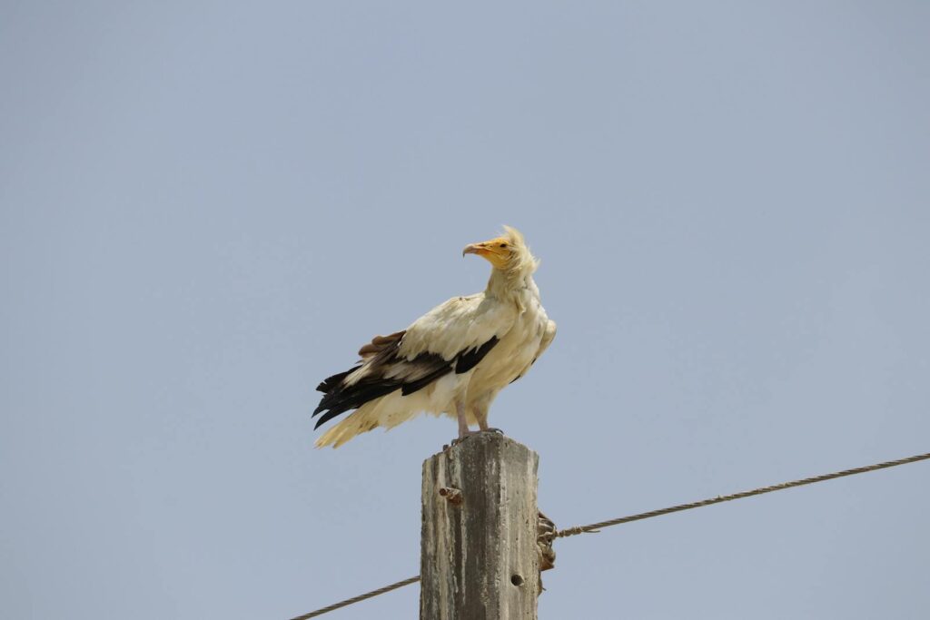 Egyptian vulture rests atop an electric pole against a clear blue sky, showcasing wildlife in urban areas.