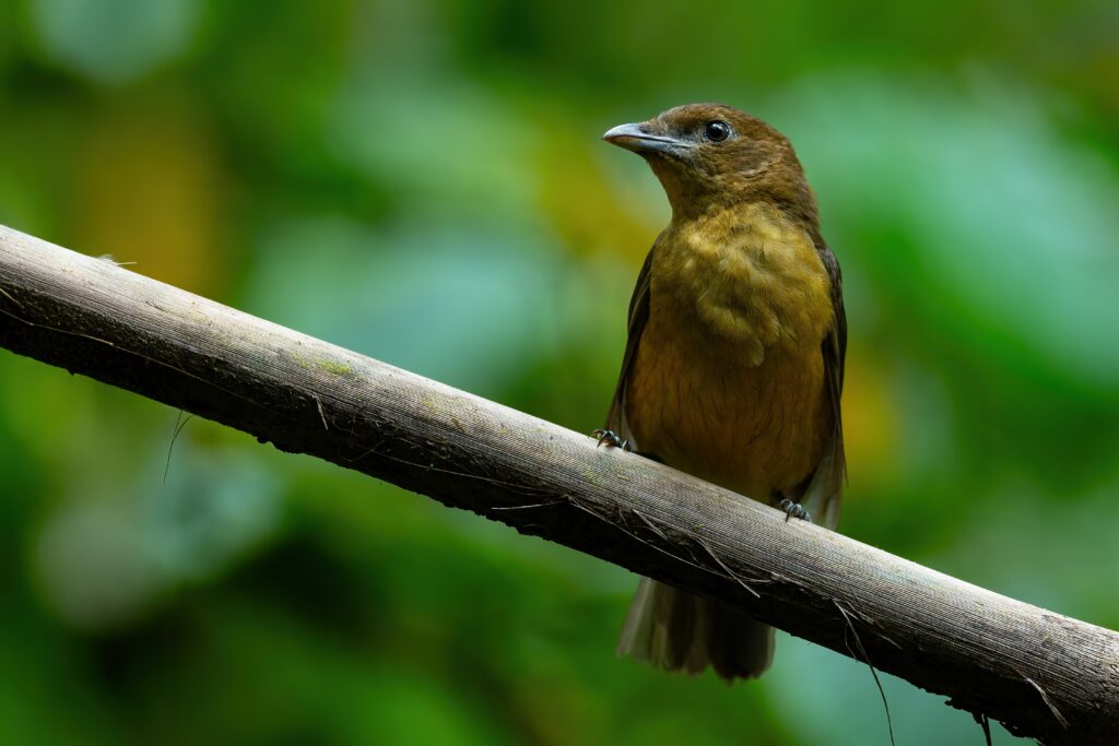 A Vogelkop Bowerbird with a lighter chest perches on a diagonal branch.