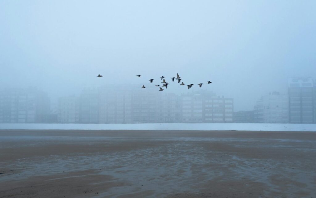 A flock of birds flying over a foggy beach with city buildings in the background.