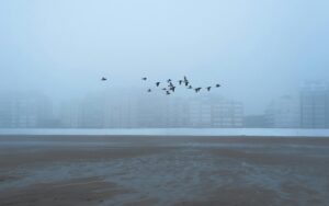 A flock of birds flying over a foggy beach with city buildings in the background.