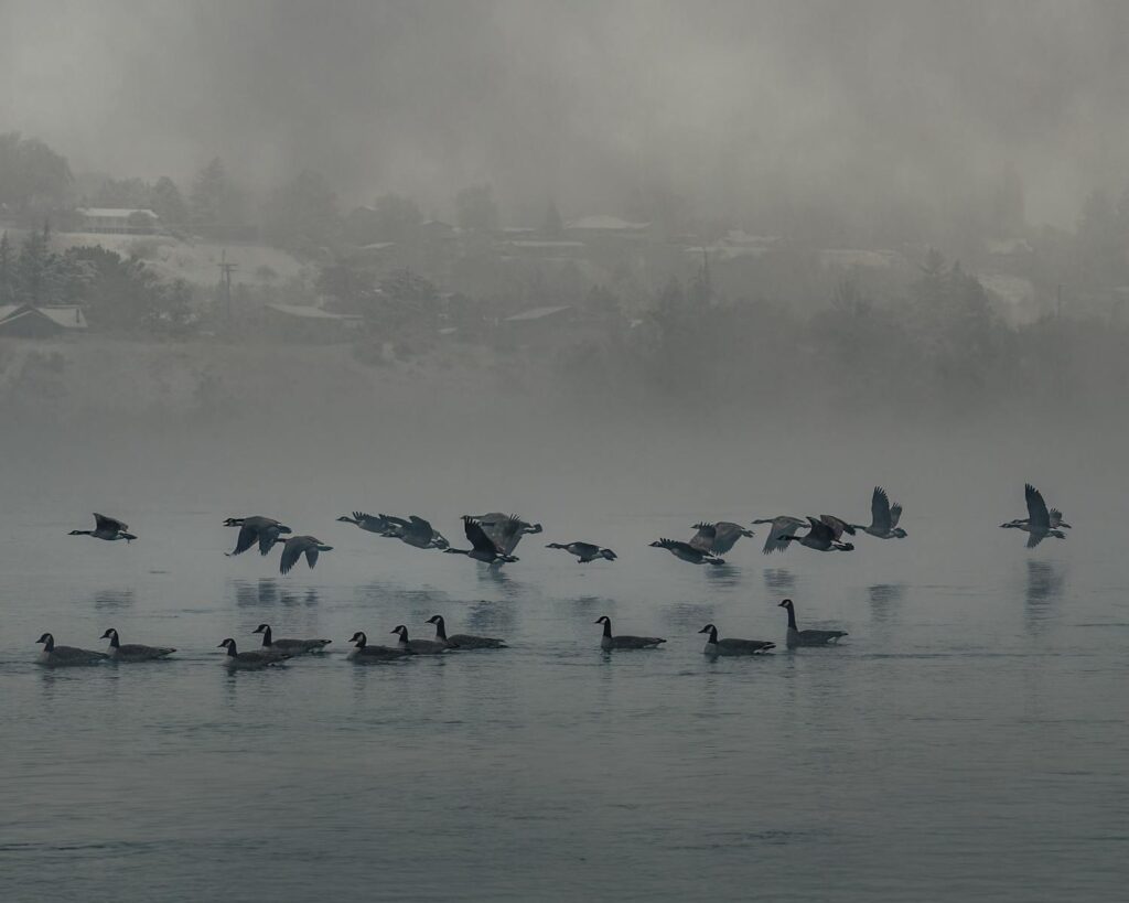 Flock of cackling geese soaring through fog over a peaceful river.