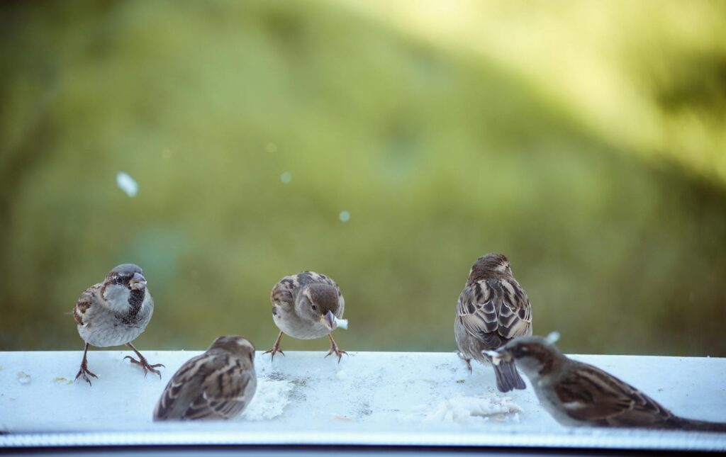 Five sparrows peck at crumbs on a windowsill against a blurred green background.