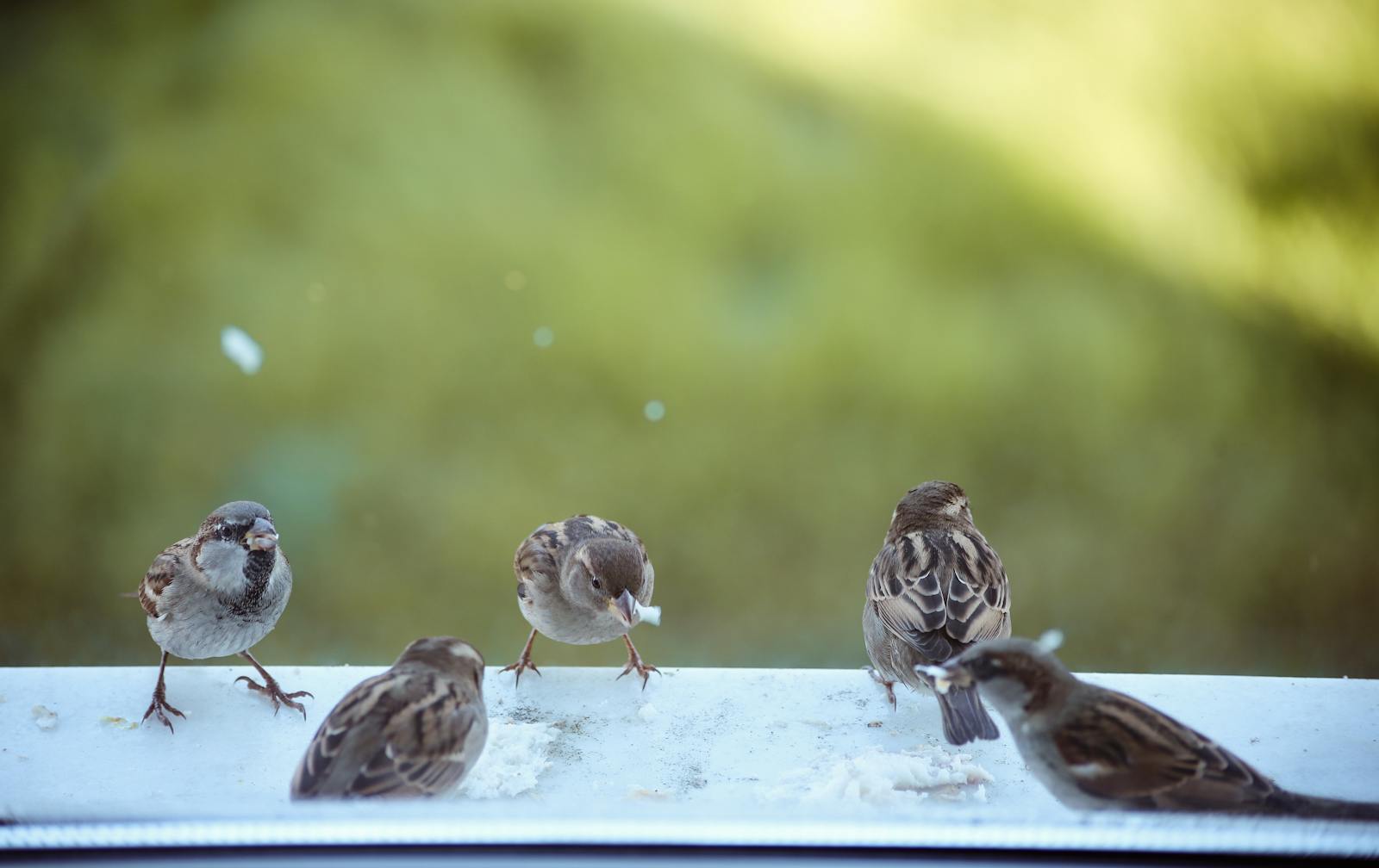 What to Do If a Bird Flies Into Your Window - bird-life.com