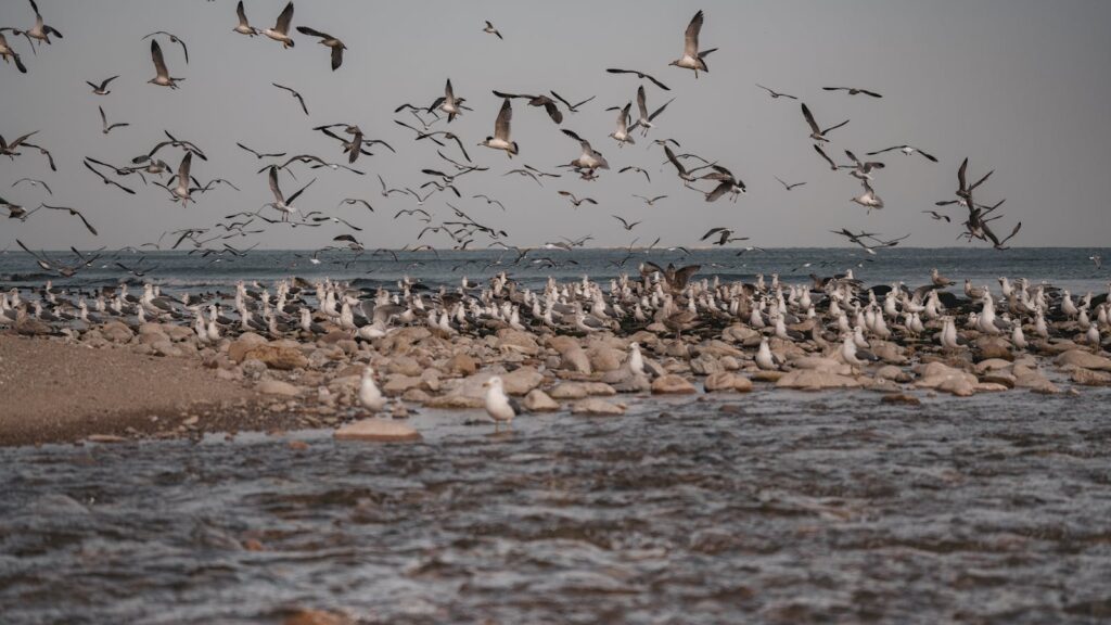 A vast flock of seagulls taking off from a rocky shoreline by the sea on a calm day.