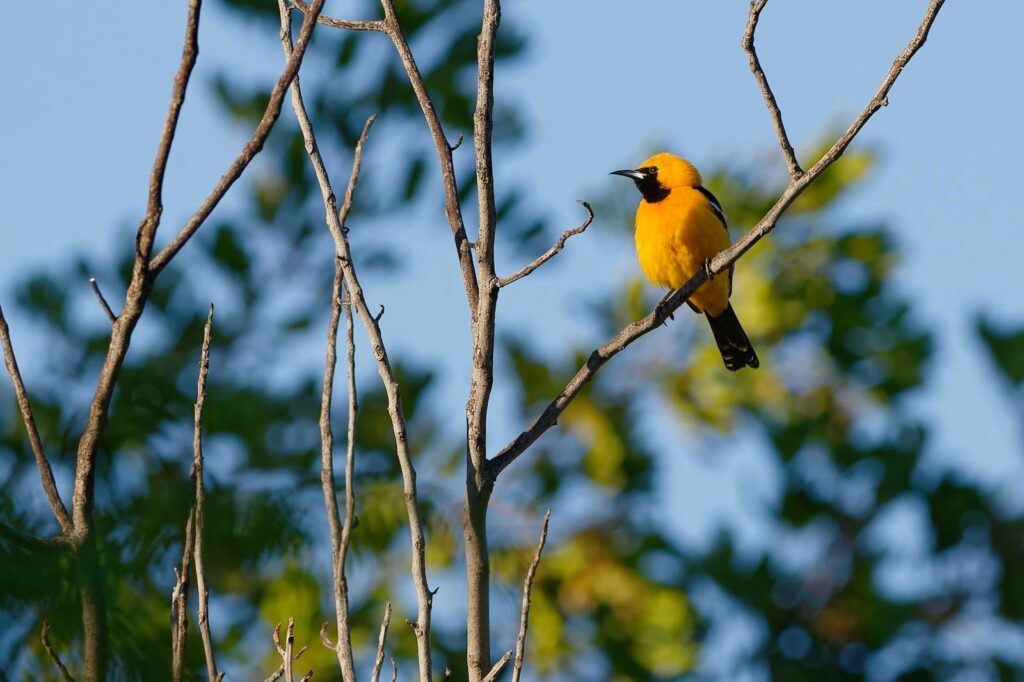 Hooded Oriole perched on a branch with no leaves