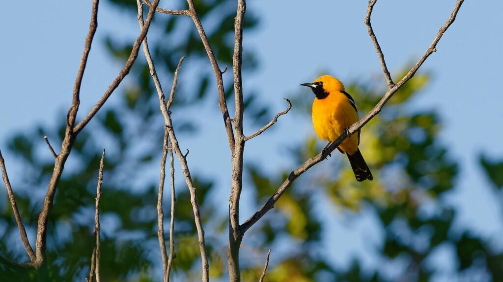 Hooded Oriole perched on a branch with no leaves