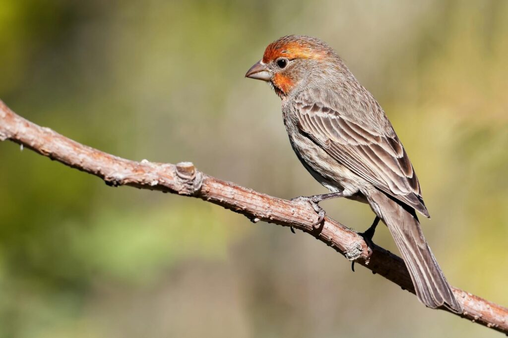 A house finch perched on a tree branch against a blurred background.