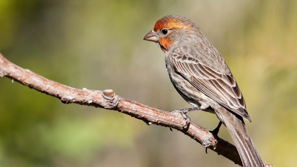 A house finch perched on a tree branch against a blurred background.