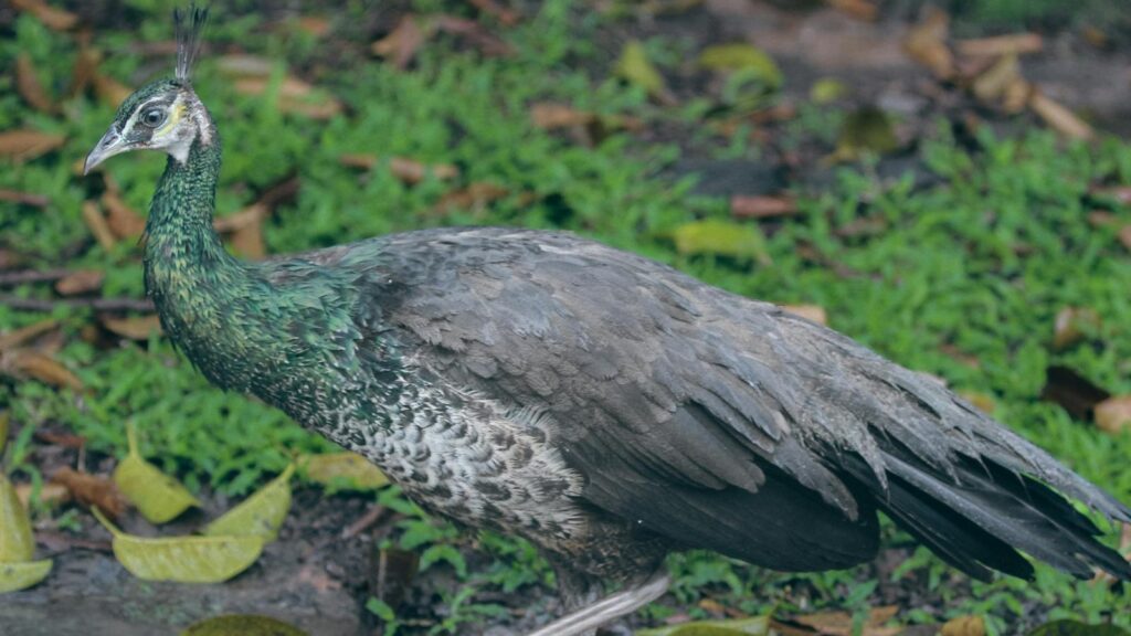 Close-up of a peahen walking through shallow water near forest floor