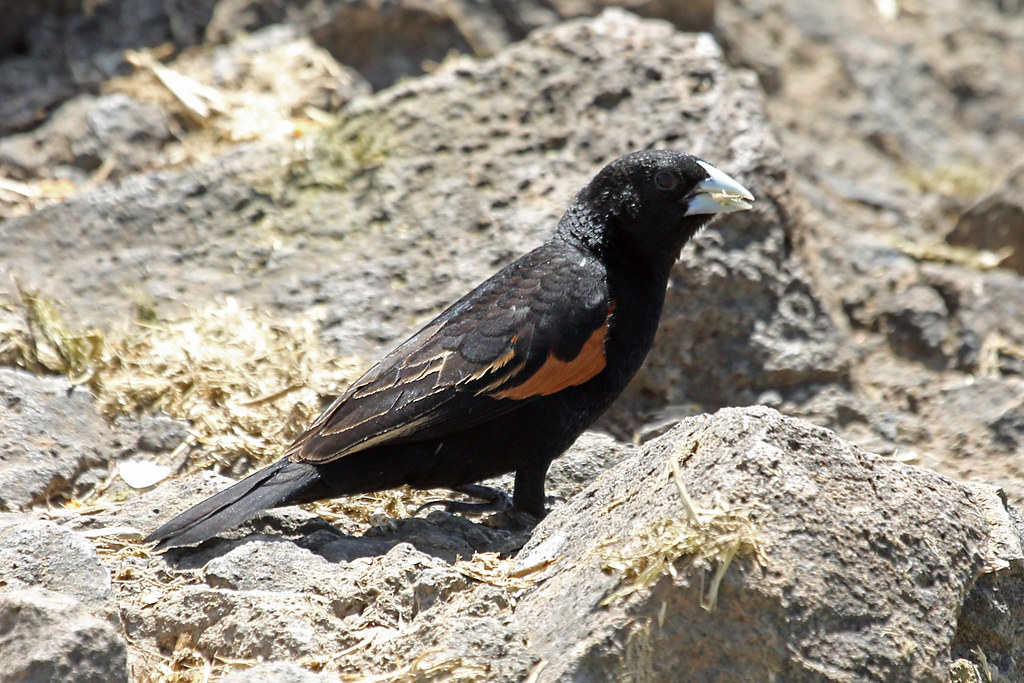 A Fan-tailed Widowbird perched on a rock.