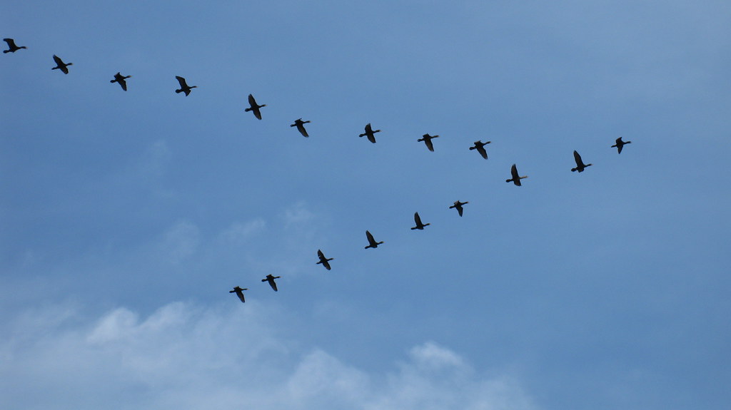 Birds fly in formation against a blue sky.