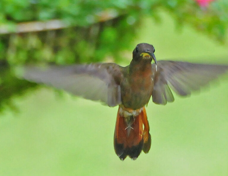 A Rufous-breasted Hermit hummingbird in flight, displaying its distinctive rufous coloring.