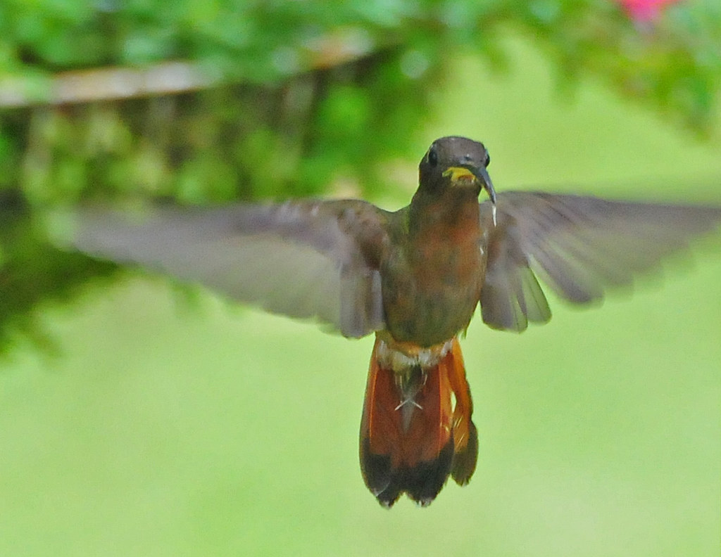 A Rufous-breasted Hermit hummingbird in flight, displaying its distinctive rufous coloring.