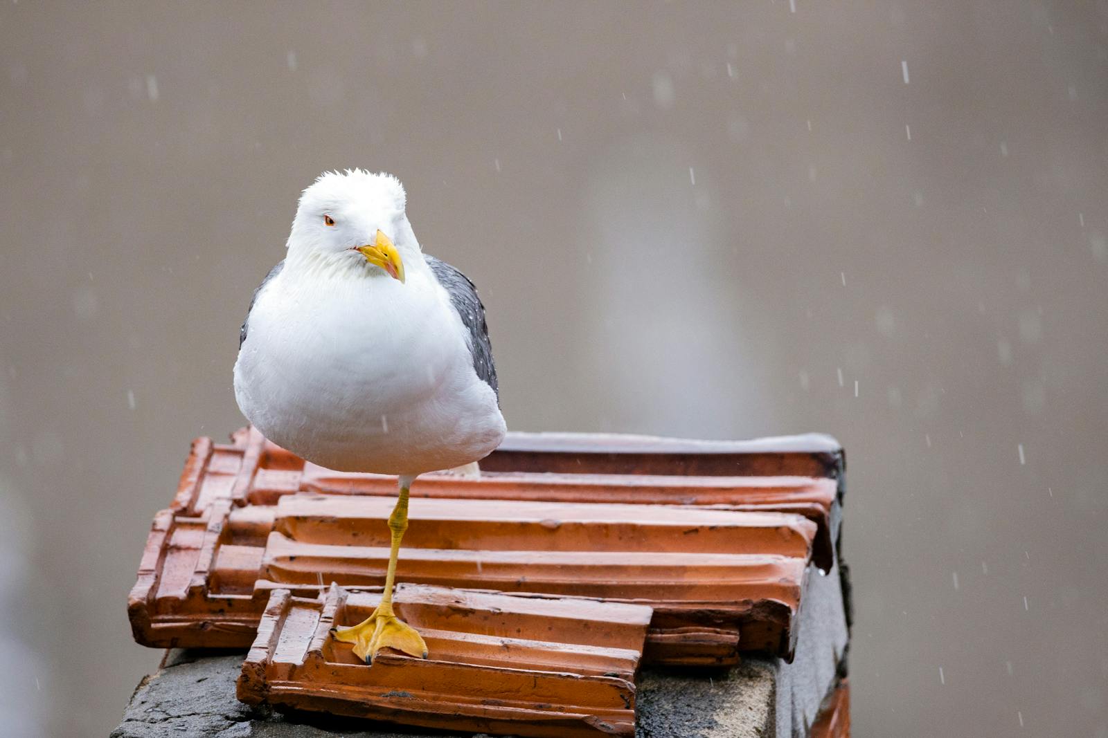 European herring gull standing on rooftop tiles during rainfall.