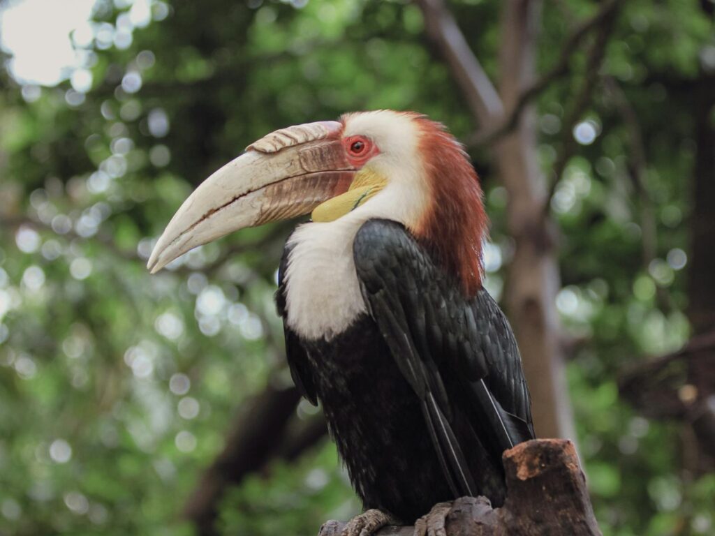 Vibrant wreathed hornbill bird perched against lush greenery.