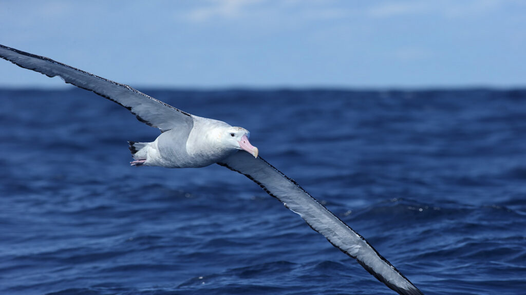 Wandering Albatross