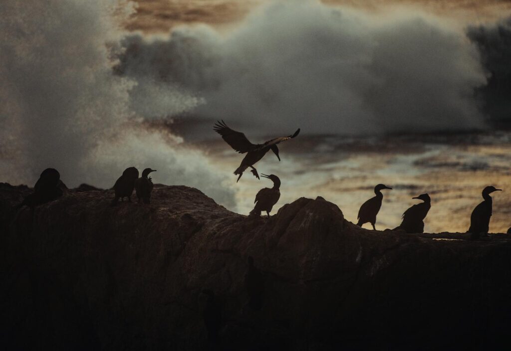 Silhouettes of birds perched on rocks with crashing waves and dramatic twilight sky.