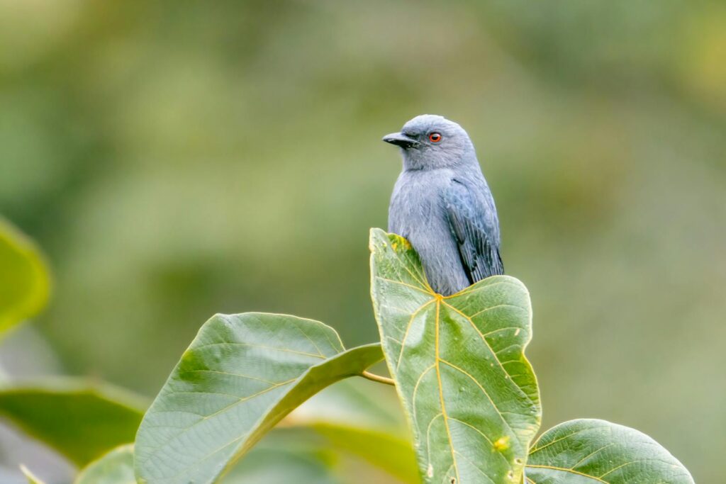 Close-up of an ashy drongo bird perched on leaves with a blurred background.