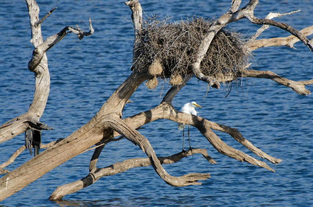 Great egret perched on dry tree by water with a nest, showcasing wildlife in South Africa.