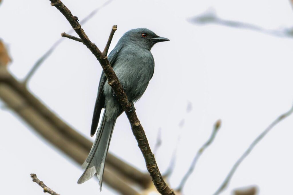 A detailed view of a bird sitting on a branch against a clear sky, showcasing wildlife beauty.