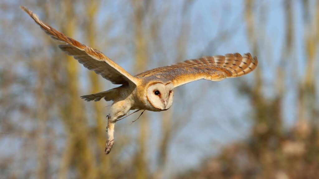 Barn owl (Tyto alba) soaring through the sky in a forested area of Azerbaijan.