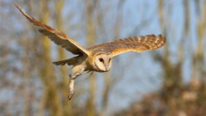 Barn owl (Tyto alba) soaring through the sky in a forested area of Azerbaijan.