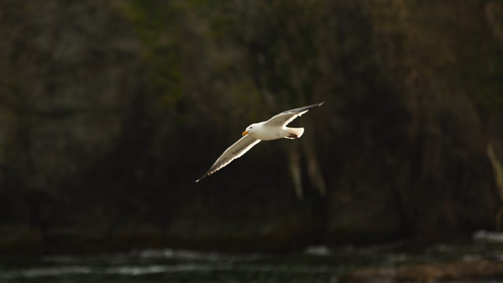 A seagull gracefully flying over coastal waters.