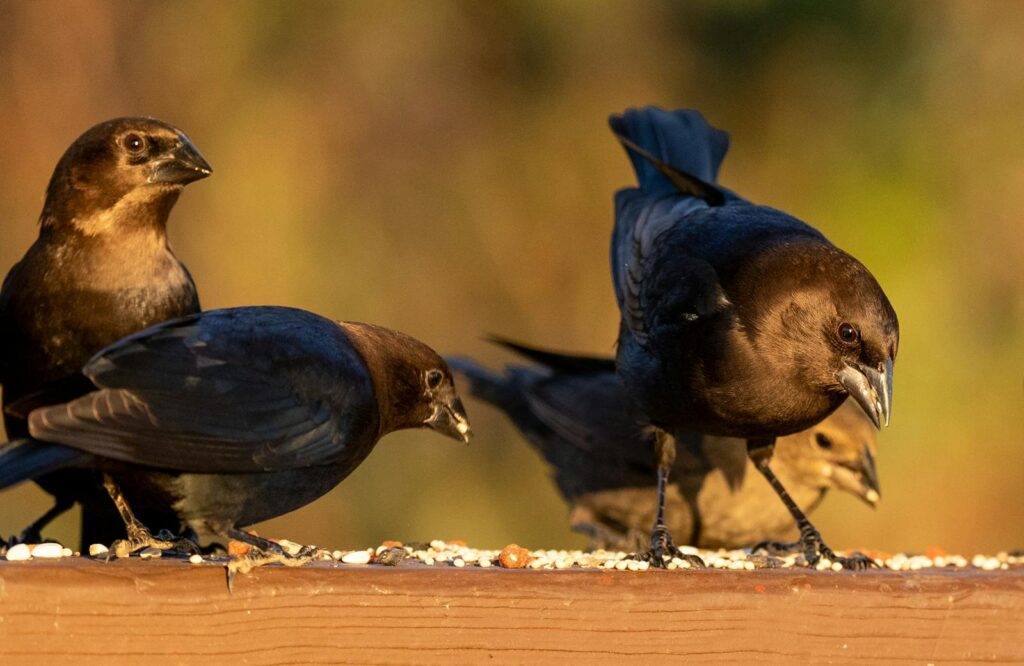 Several Brown-headed Cowbirds gather around a feeder.