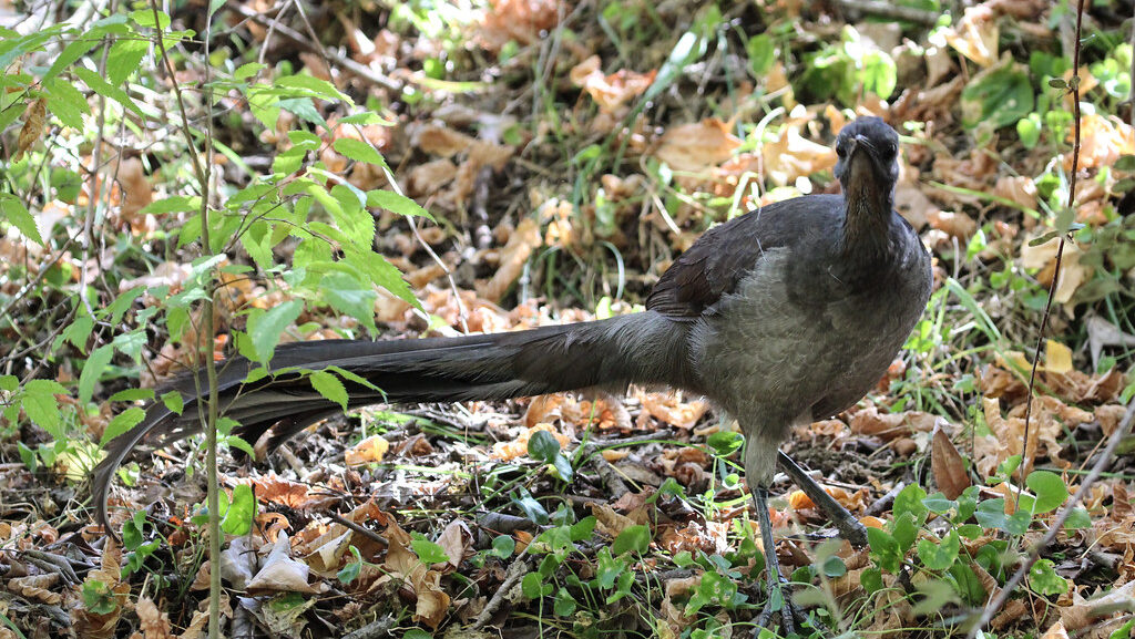 "Lyrebird standing alert in the forest, looking around its surroundings cautiously