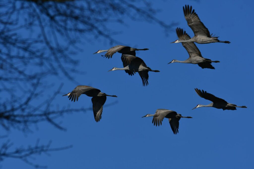 A flock of Sandhill cranes is flying.