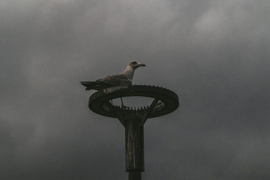 A seagull perched on a pole under cloudy skies in Üsküdar, İstanbul, creating a dramatic silhouette.